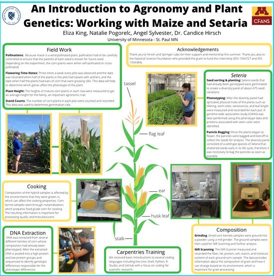 Maize Genomics Research Poster